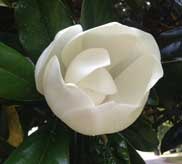 White magnolia blossom in full bloom surrounded by dark green leaves