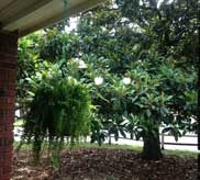 Magnolia tree with sweeping branches and lush green foliage